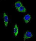 alpha-2b Adrenergic Receptor Antibody in Immunocytochemistry (ICC/IF)