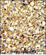 alpha-2b Adrenergic Receptor Antibody in Immunohistochemistry (Paraffin) (IHC (P))