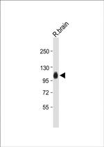 MAG Antibody in Western Blot (WB)