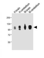 MAG Antibody in Western Blot (WB)