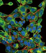 PSMB1 Antibody in Immunocytochemistry (ICC/IF)