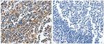 NFKBID Antibody in Immunohistochemistry (Paraffin) (IHC (P))