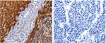 Cullin 4A Antibody in Immunohistochemistry (Paraffin) (IHC (P))