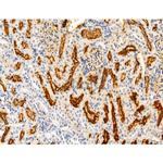 KISS1R Antibody in Immunohistochemistry (Paraffin) (IHC (P))