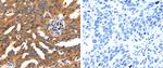 CHRNA3 Antibody in Immunohistochemistry (Paraffin) (IHC (P))