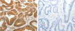 AKR1C1 Antibody in Immunohistochemistry (Paraffin) (IHC (P))