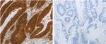 NIT2 Antibody in Immunohistochemistry (Paraffin) (IHC (P))