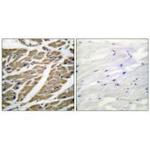 Sodium Channel Pan Antibody in Immunohistochemistry (Paraffin) (IHC (P))