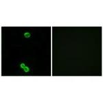 RPL3L Antibody in Immunocytochemistry (ICC/IF)