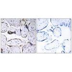 ELOVL3 Antibody in Immunohistochemistry (Paraffin) (IHC (P))