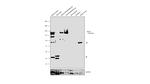 Myosin 4 Antibody in Western Blot (WB)