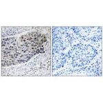 Pyruvate Carboxylase Antibody in Immunohistochemistry (Paraffin) (IHC (P))