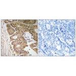 ZC3H8 Antibody in Immunohistochemistry (Paraffin) (IHC (P))