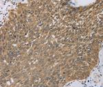 PCP4 Antibody in Immunohistochemistry (Paraffin) (IHC (P))