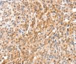 Annexin A8 Antibody in Immunohistochemistry (Paraffin) (IHC (P))