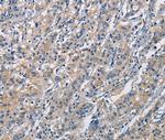 CRTAM Antibody in Immunohistochemistry (Paraffin) (IHC (P))