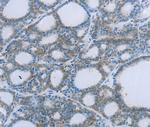 EGFL7 Antibody in Immunohistochemistry (Paraffin) (IHC (P))