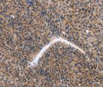 KLF15 Antibody in Immunohistochemistry (Paraffin) (IHC (P))