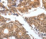 PGC Antibody in Immunohistochemistry (Paraffin) (IHC (P))