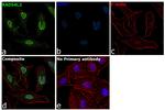 RAD54L2 Antibody in Immunocytochemistry (ICC/IF)