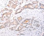 TRAF3IP1 Antibody in Immunohistochemistry (Paraffin) (IHC (P))