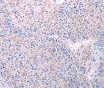 SPATA6 Antibody in Immunohistochemistry (Paraffin) (IHC (P))