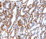 ACAA2 Antibody in Immunohistochemistry (Paraffin) (IHC (P))