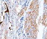 CATSPER1 Antibody in Immunohistochemistry (Paraffin) (IHC (P))