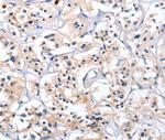 CATSPER1 Antibody in Immunohistochemistry (Paraffin) (IHC (P))