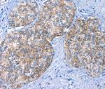 BCAM Antibody in Immunohistochemistry (Paraffin) (IHC (P))