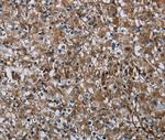 FAM89B Antibody in Immunohistochemistry (Paraffin) (IHC (P))