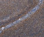 LEPREL2 Antibody in Immunohistochemistry (Paraffin) (IHC (P))