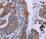 MT3 Antibody in Immunohistochemistry (Paraffin) (IHC (P))