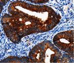 BRUCE Antibody in Immunohistochemistry (Paraffin) (IHC (P))