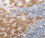 KCC3 Antibody in Immunohistochemistry (Paraffin) (IHC (P))