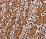 SLC8A2 Antibody in Immunohistochemistry (Paraffin) (IHC (P))