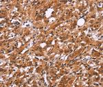 SLC8A2 Antibody in Immunohistochemistry (Paraffin) (IHC (P))