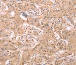 STRA8 Antibody in Immunohistochemistry (Paraffin) (IHC (P))