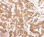 CELSR2 Antibody in Immunohistochemistry (Paraffin) (IHC (P))