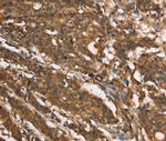 MOSC1 Antibody in Immunohistochemistry (Paraffin) (IHC (P))