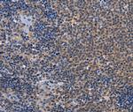 GDF11 Antibody in Immunohistochemistry (Paraffin) (IHC (P))