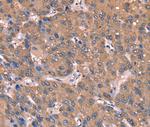 GCSAM Antibody in Immunohistochemistry (Paraffin) (IHC (P))