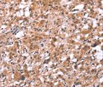 GNAT3 Antibody in Immunohistochemistry (Paraffin) (IHC (P))