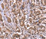 HRG Antibody in Immunohistochemistry (Paraffin) (IHC (P))