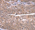 HRG Antibody in Immunohistochemistry (Paraffin) (IHC (P))