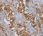 PUS10 Antibody in Immunohistochemistry (Paraffin) (IHC (P))