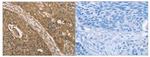 KDM5A Antibody in Immunohistochemistry (Paraffin) (IHC (P))