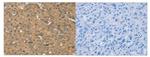 KDM5A Antibody in Immunohistochemistry (Paraffin) (IHC (P))