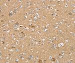 SERINC4 Antibody in Immunohistochemistry (Paraffin) (IHC (P))