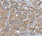 SERINC4 Antibody in Immunohistochemistry (Paraffin) (IHC (P))